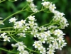 Saxifraga Silver Maid